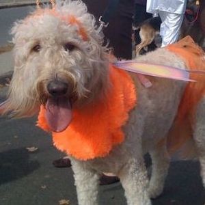 Meet your Posher, Donna